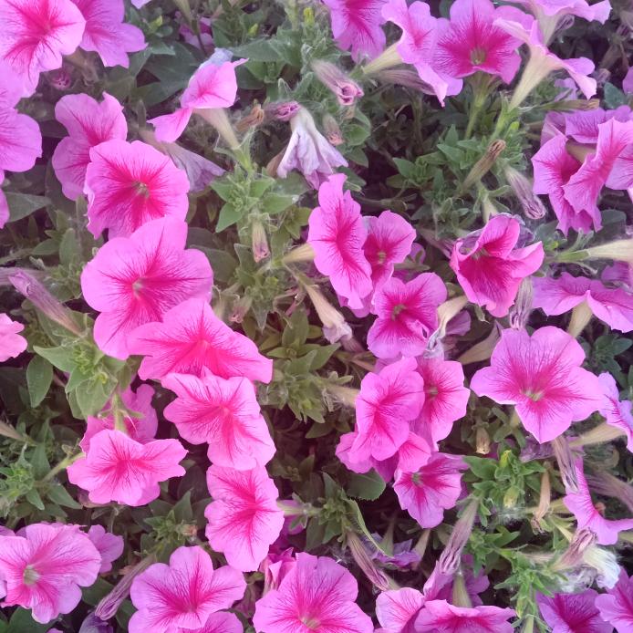 一笑而过 蛇娘子《幸福的妈妈》