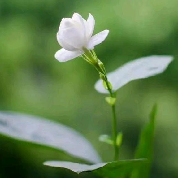 王加惠