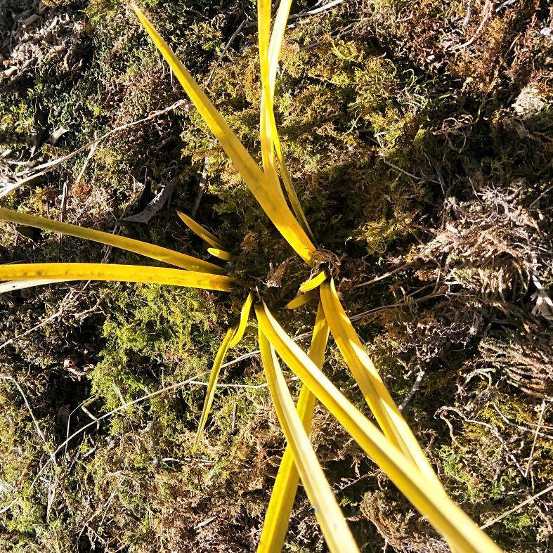 栗香兰花