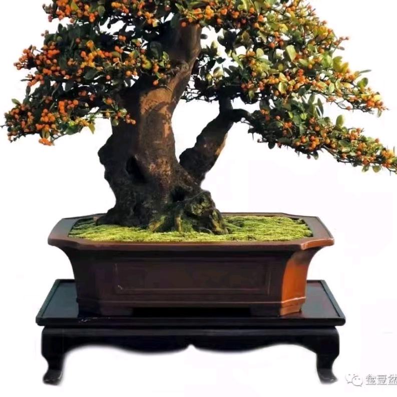 楠溪绿植