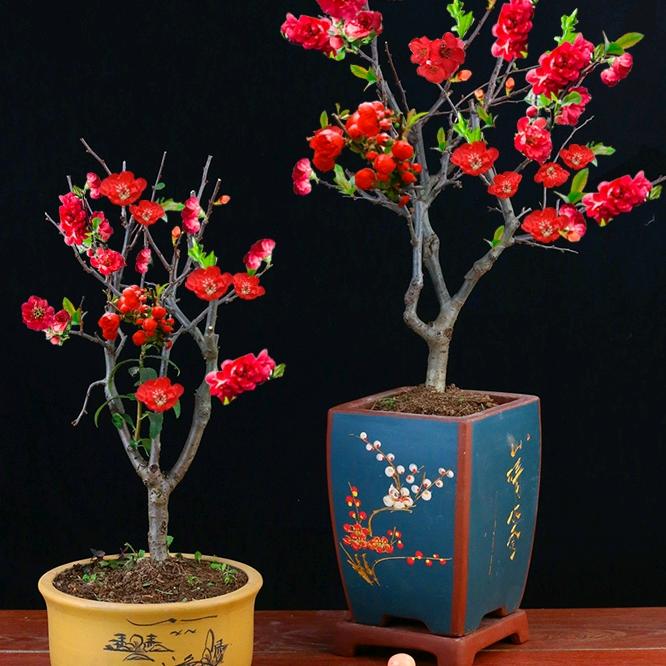 傲之翊花卉园艺