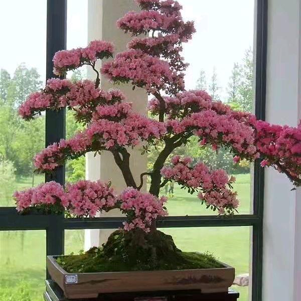 林记英