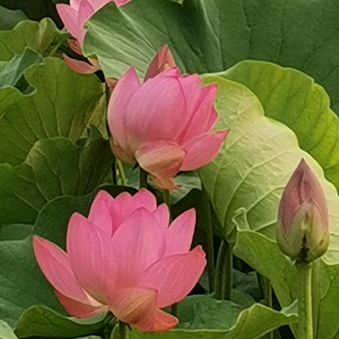 花开花谢