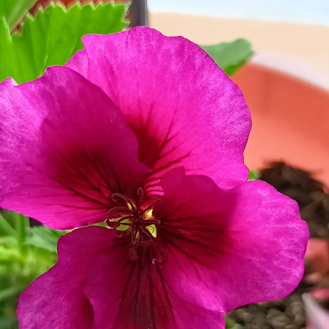 黄瑞霞🌹