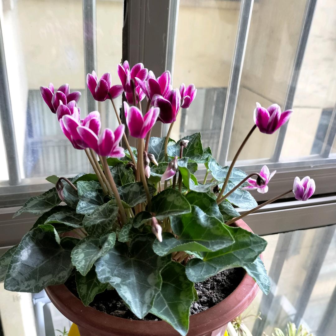 落花化雨¹⁷⁹⁸