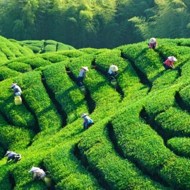 团陂鄂商高山茶批发
