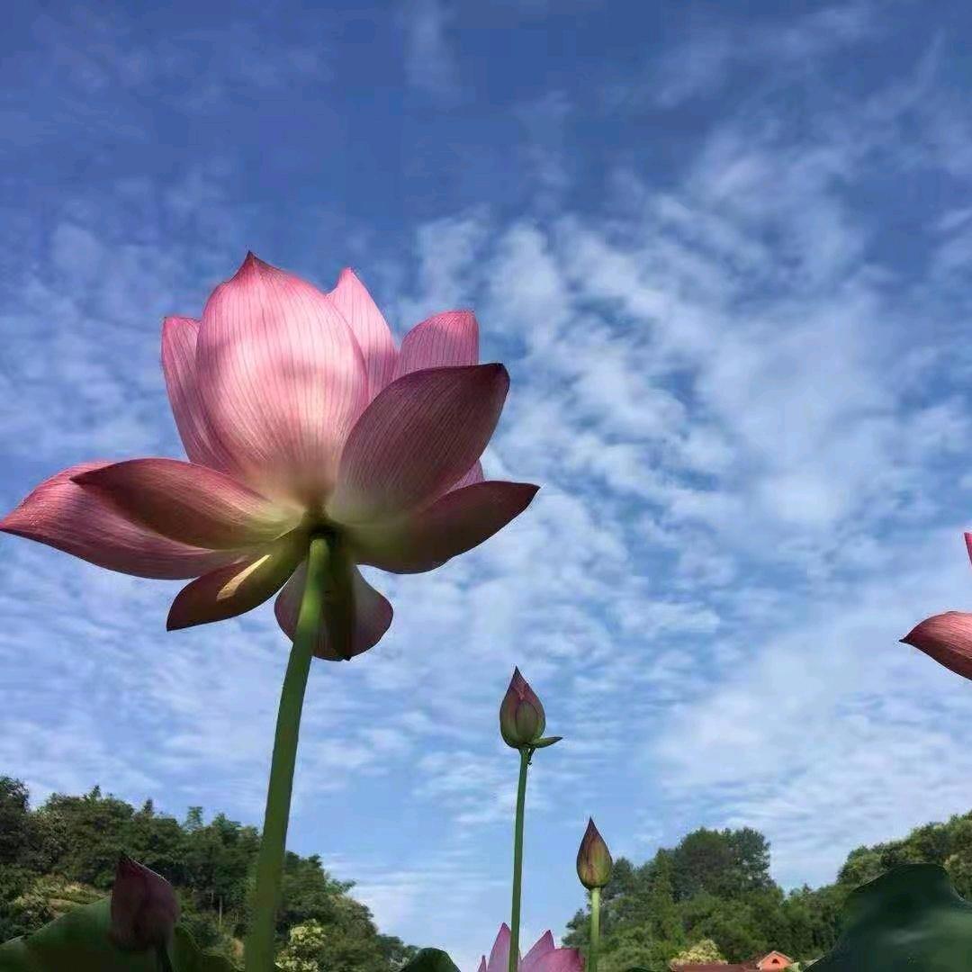 芜湖市安福房产中介有限公司无为分公司