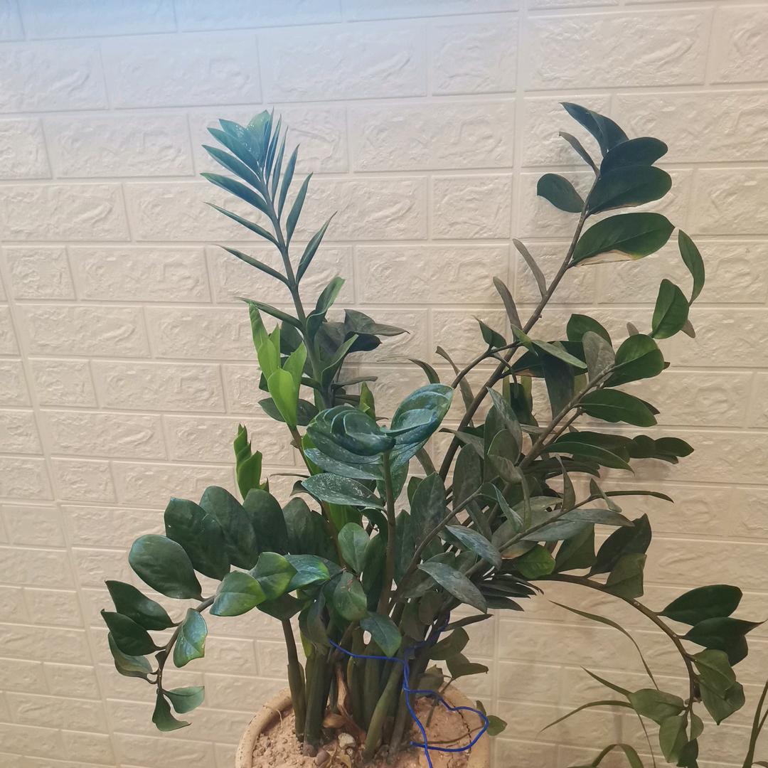 王