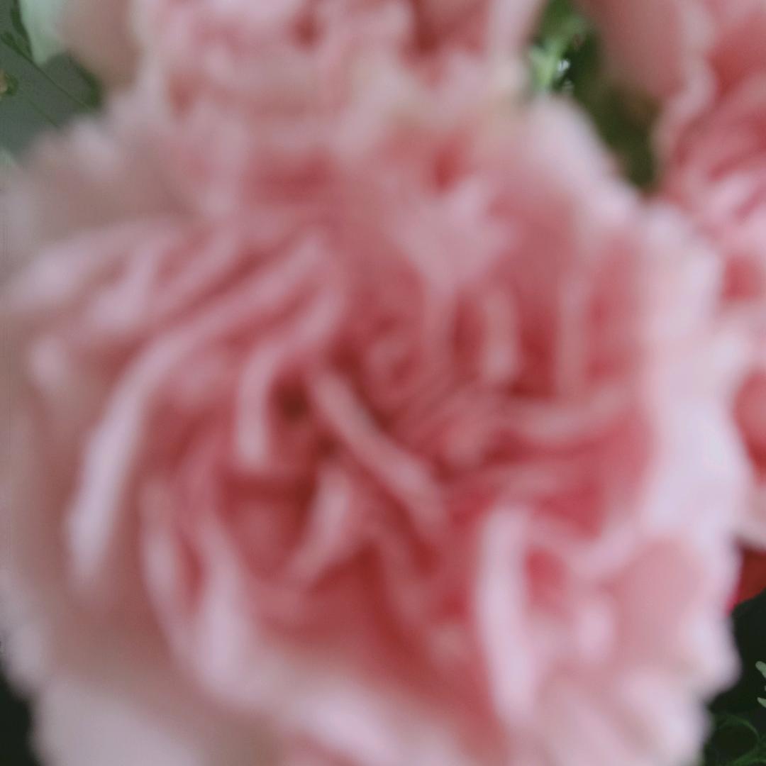 香飘飘
