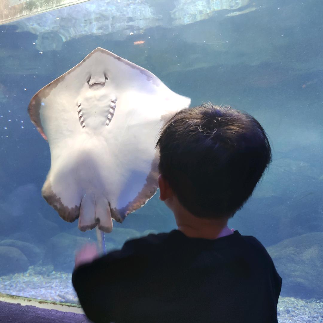 小金在进步