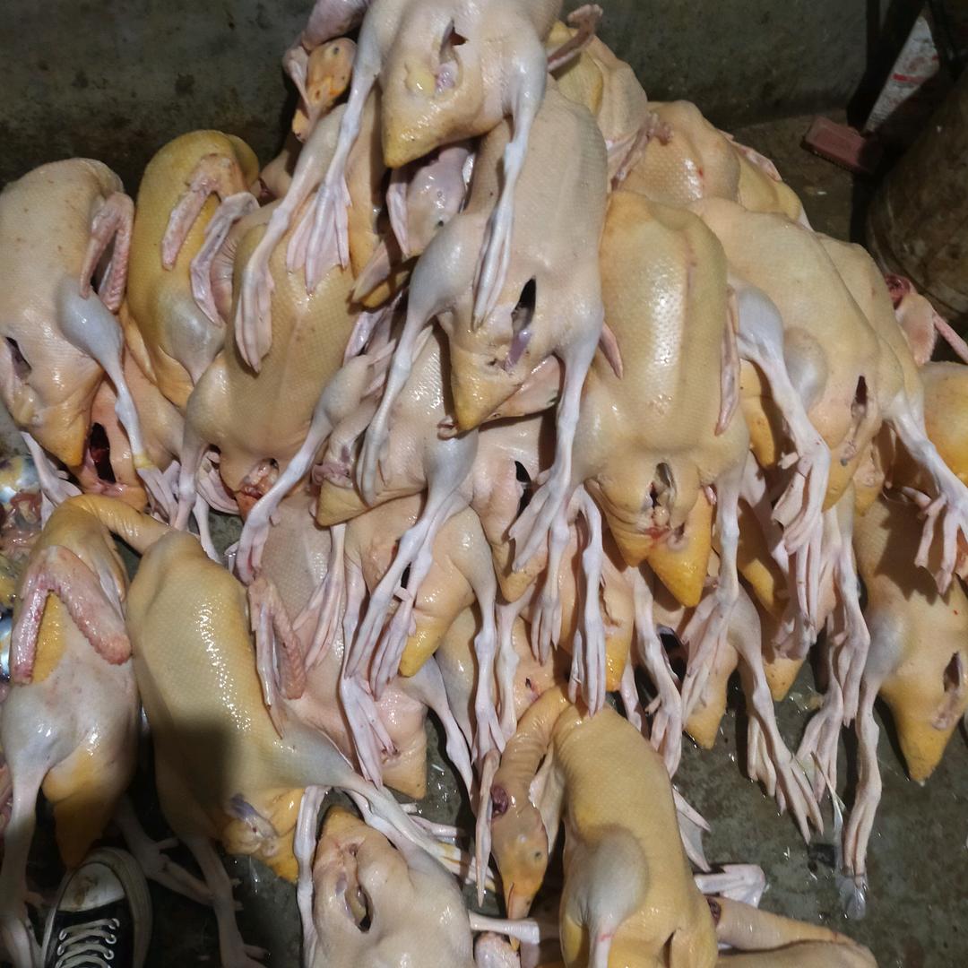 望谟鸭子批发零售白条活离