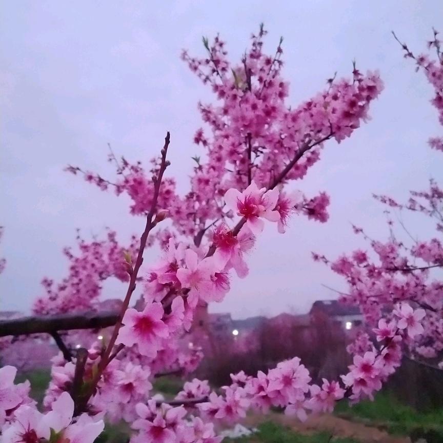 小燕子