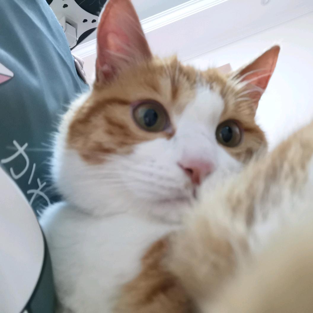 龙霸天是只猫