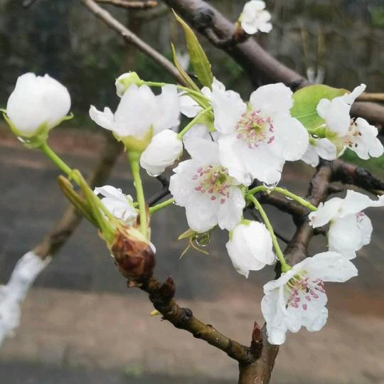 清风自来迎茶香，人间至味是清欢