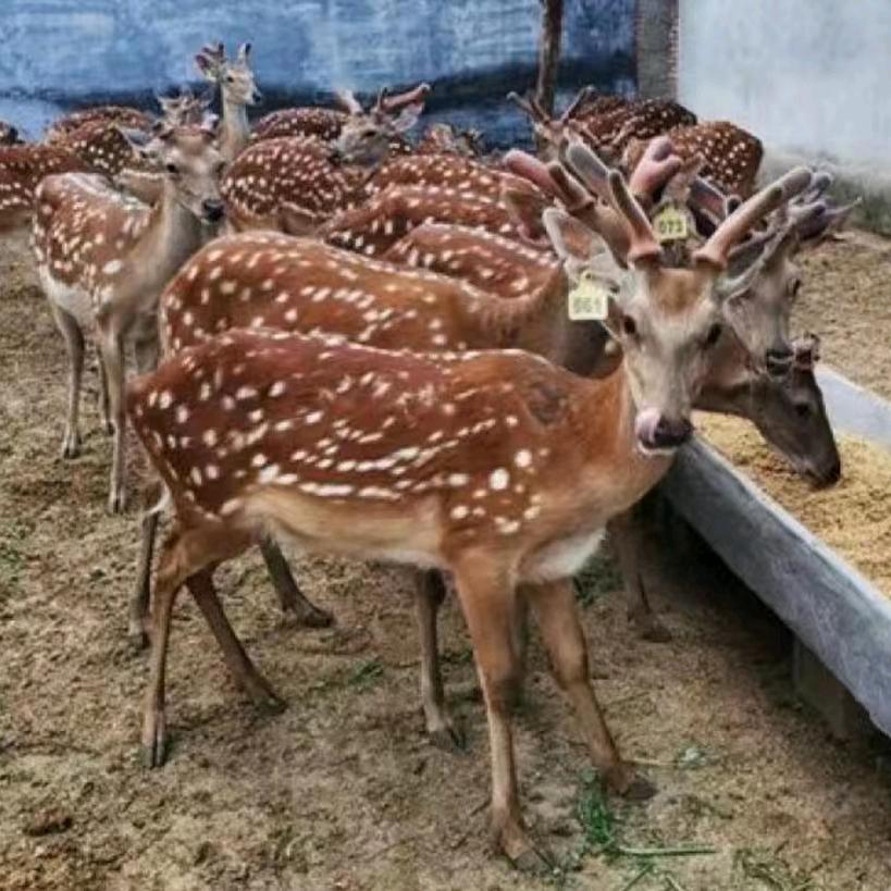 肖儿，梅花鹿养殖户