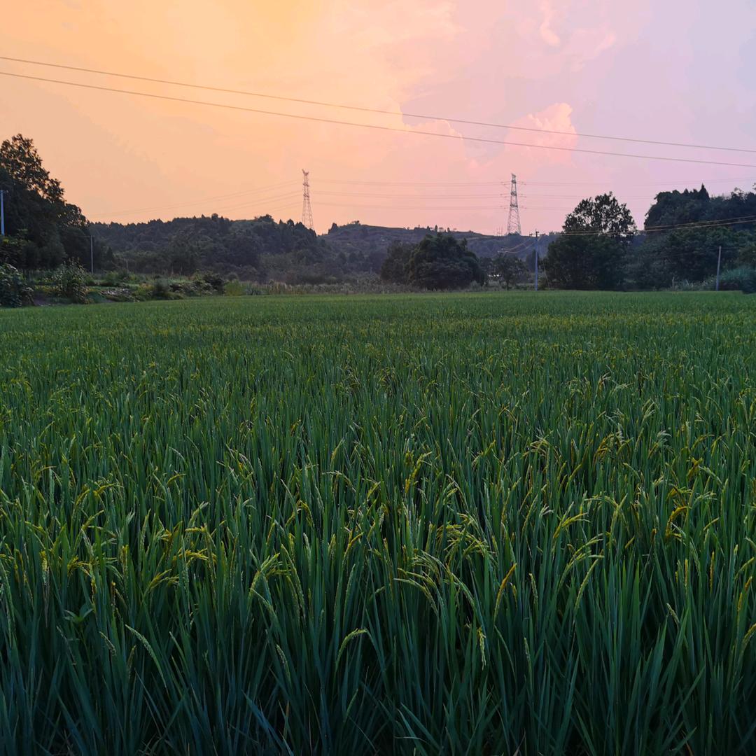 小郎君