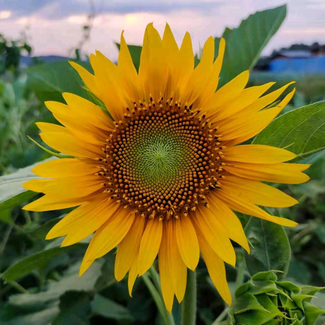 人间向日葵🌻木易心💙💜❤️