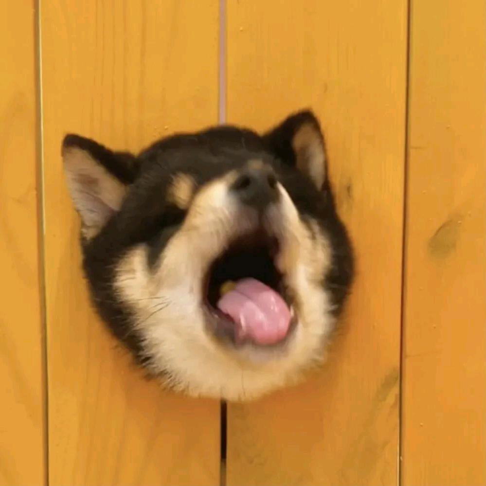 南岭荛