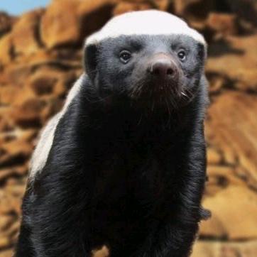 冤种掏心掏肺掏钢镚摸不到手却偷掏黄毛老二