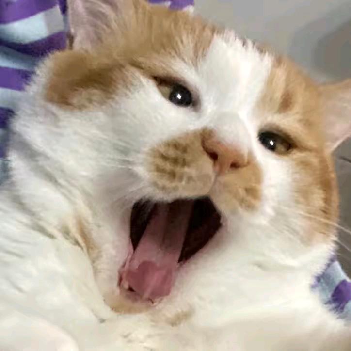 邓什么瞪