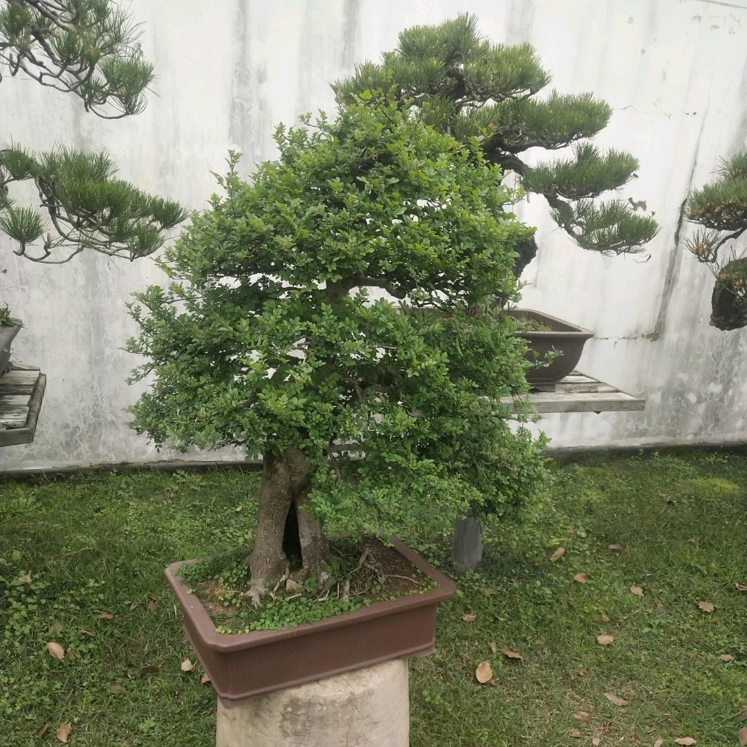 幸运