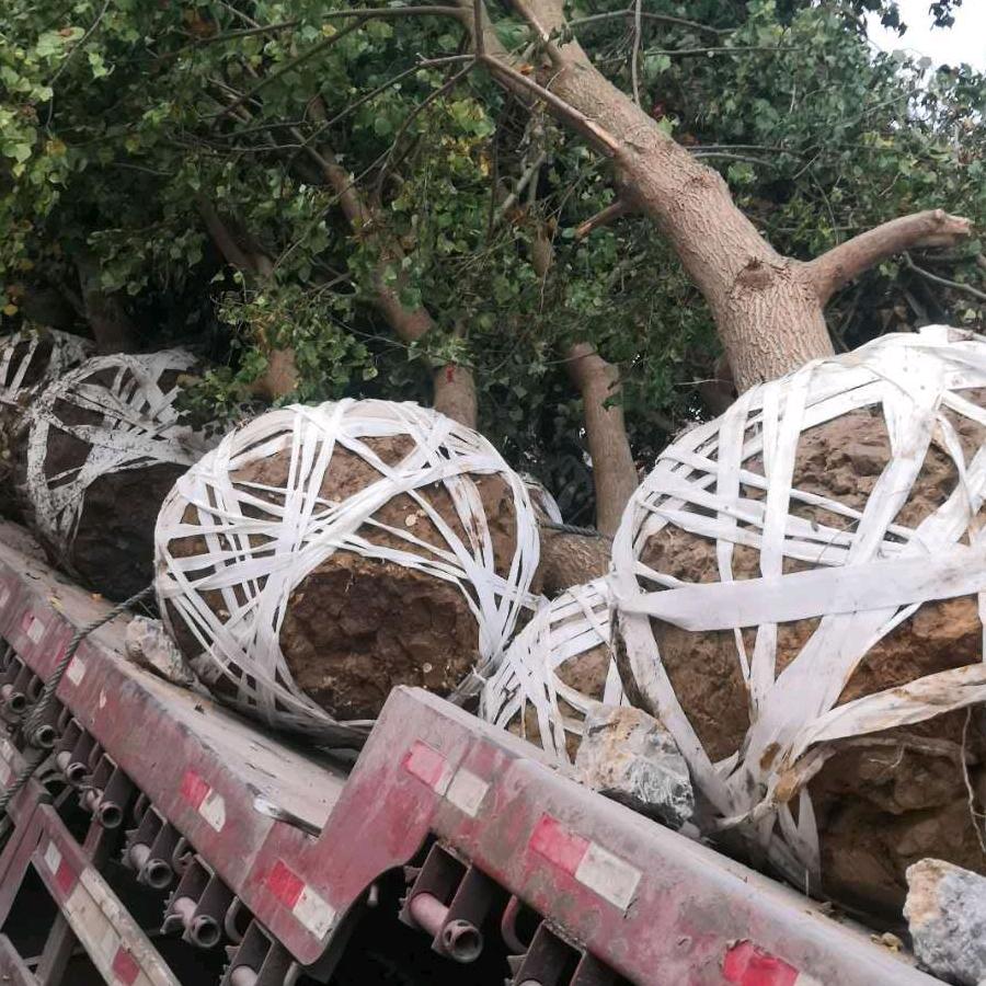 金林苗木种植基地