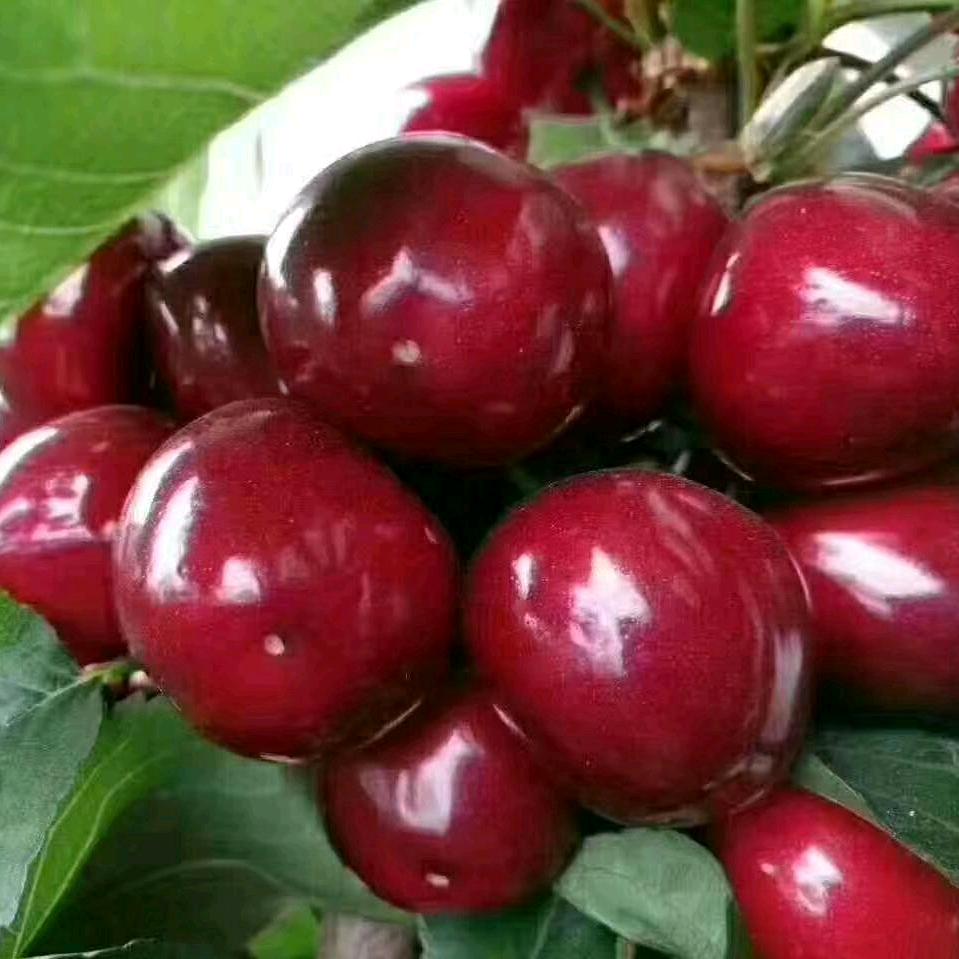 樱桃🍒哥