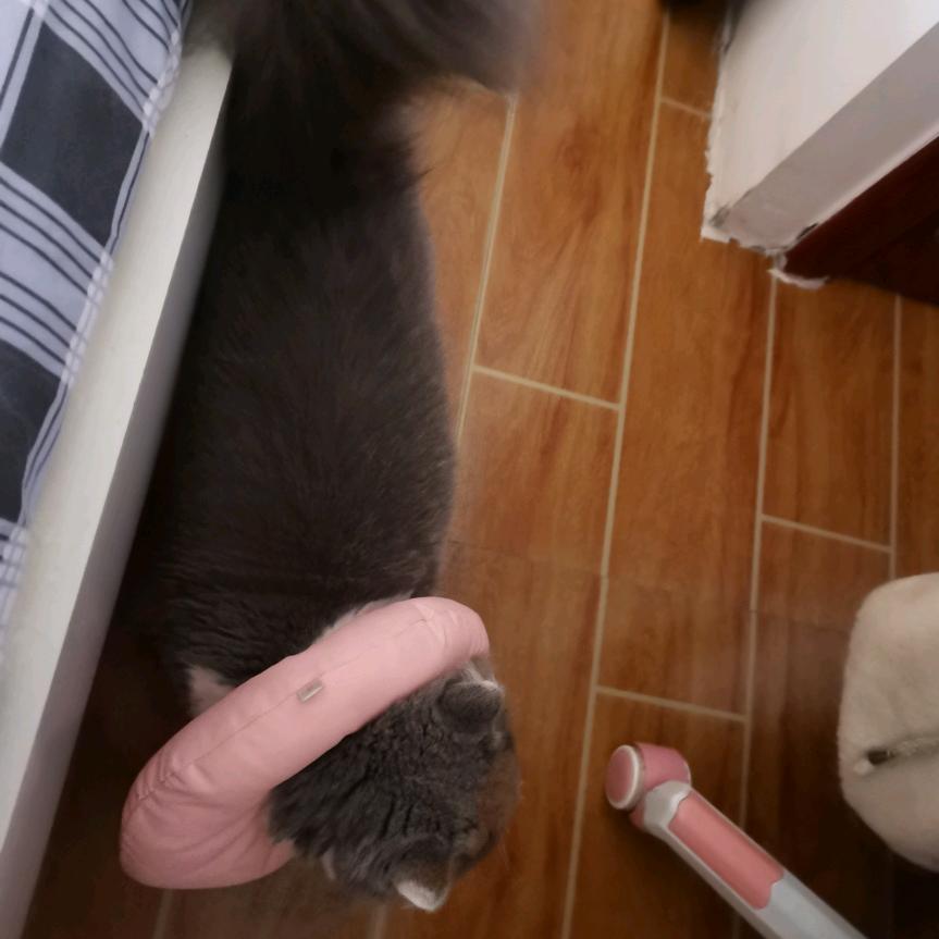 盼盼