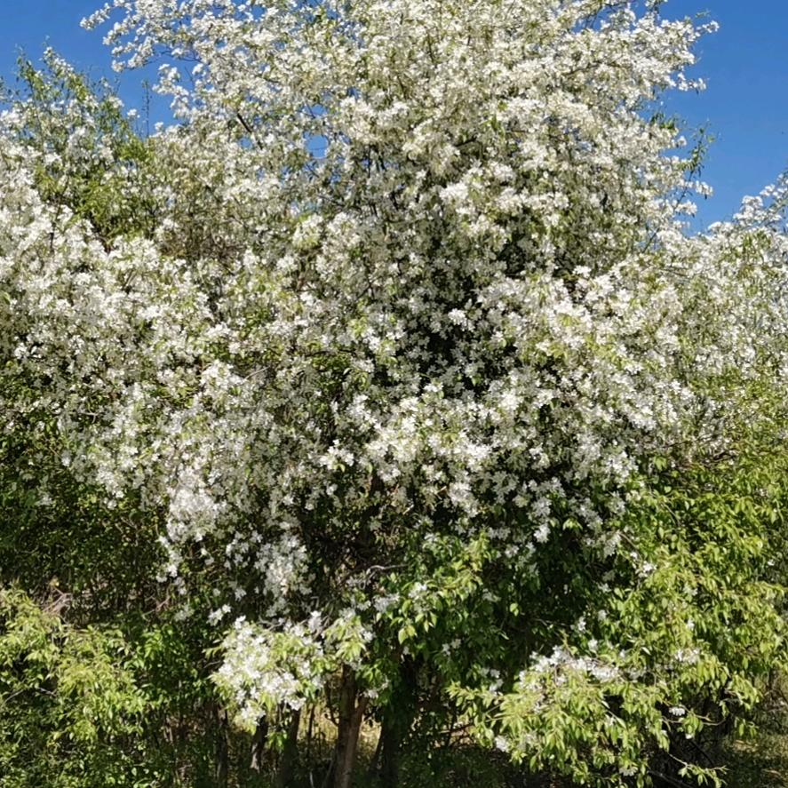 我为春天唱首歌
