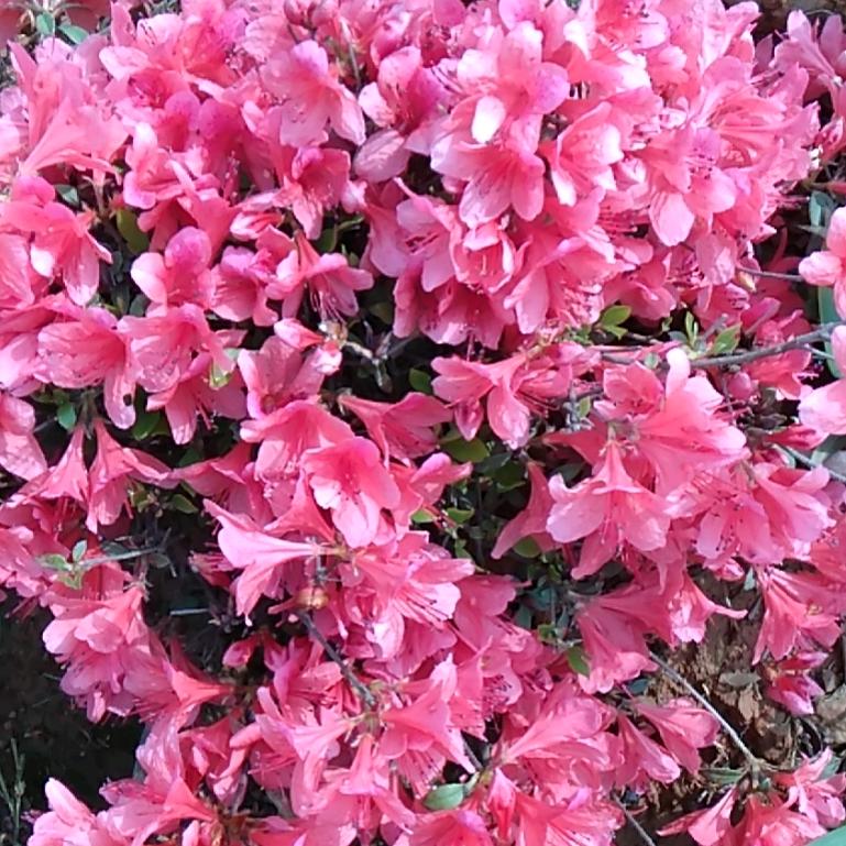 开心就好🌷❤️🌷