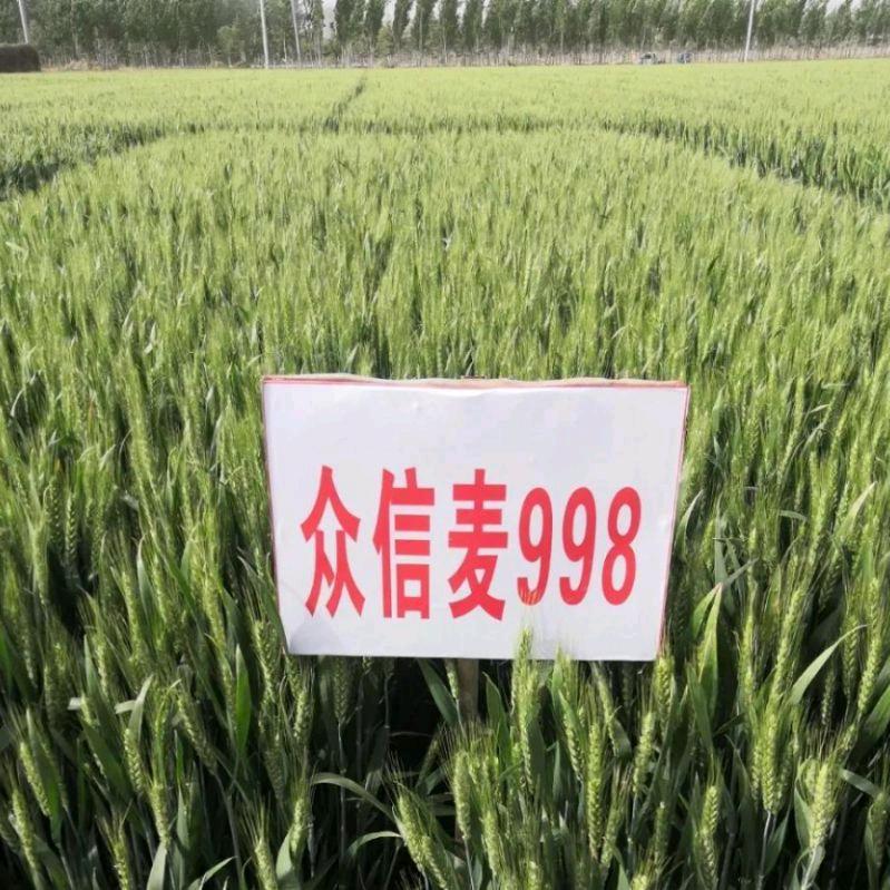 众信麦998黄淮海团队