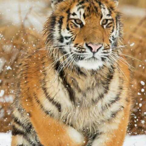 @❄你敢爱我吗❄