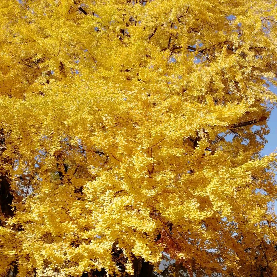 代代