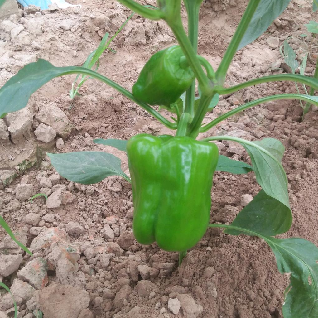 平安快乐的每一天