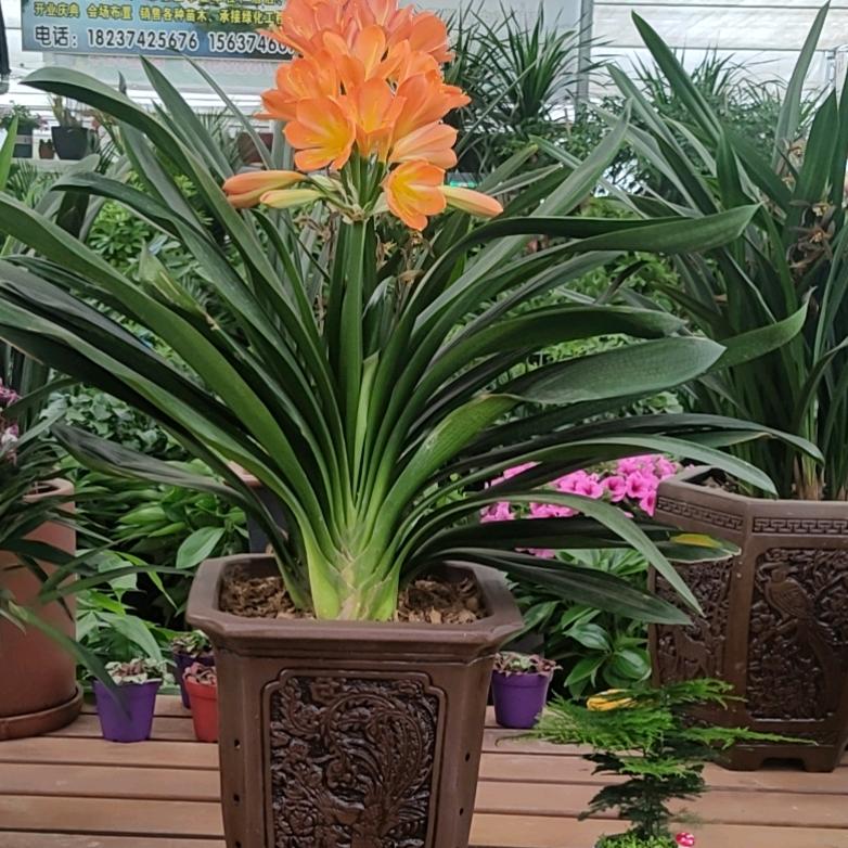 ╮陌路花开◇＾