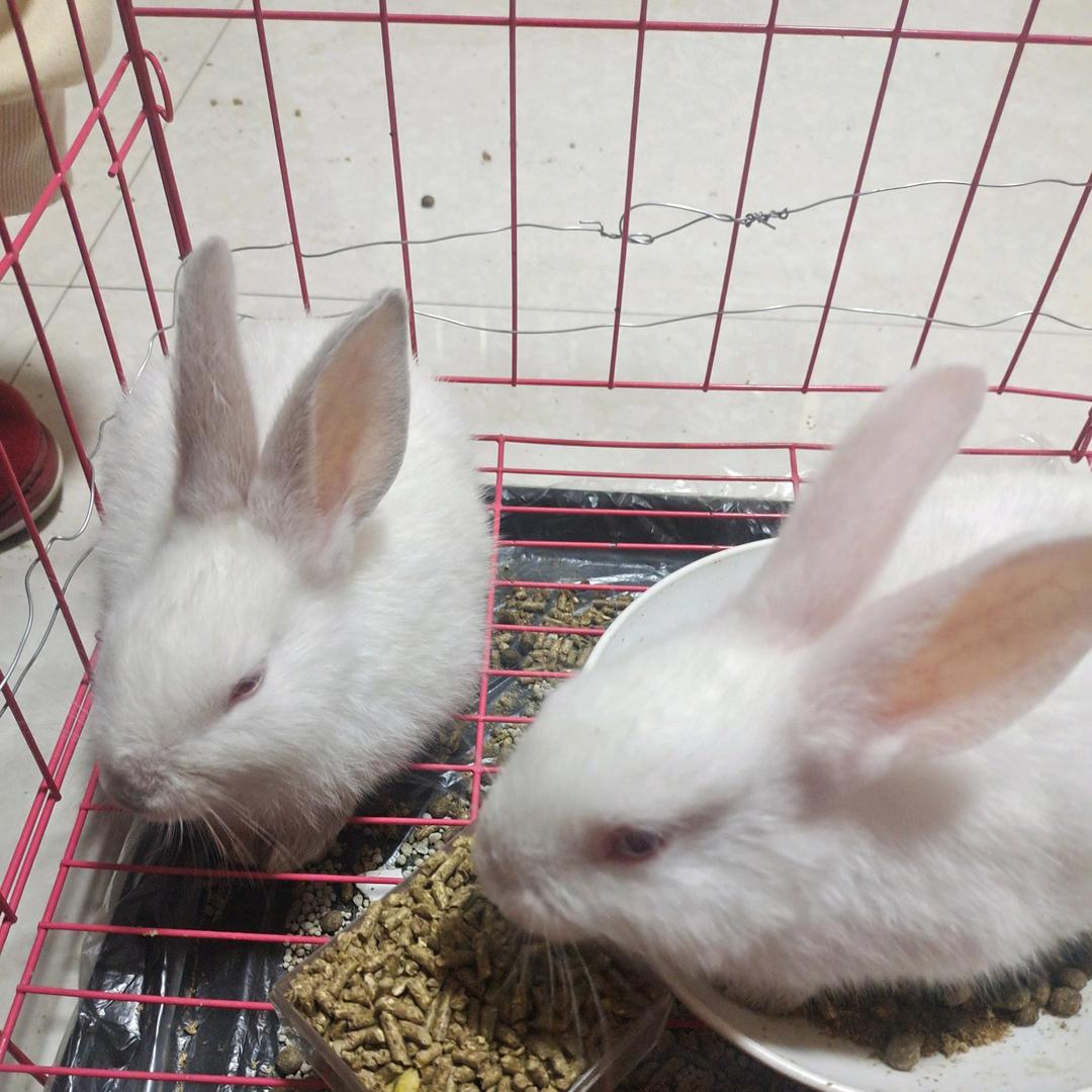 湖南尔必达电子