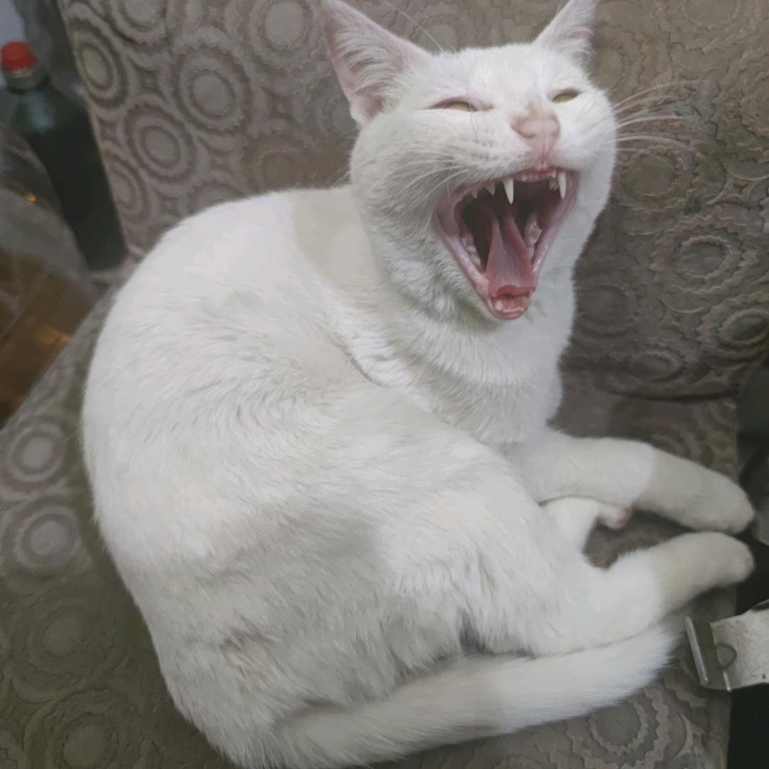 李狗蛋