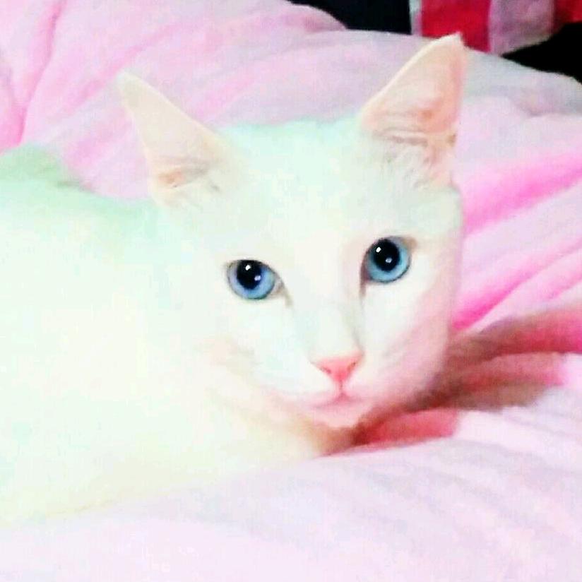 基围虾🐱