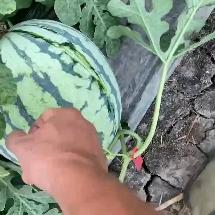 小殷西瓜代收