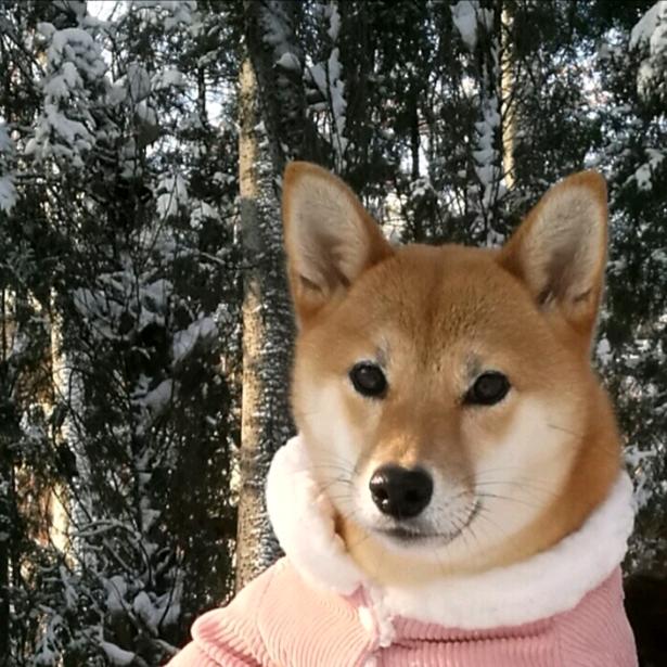 快乐藤
