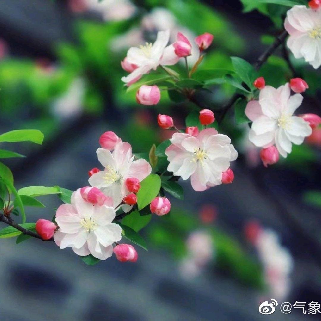 雪浅🌸头像