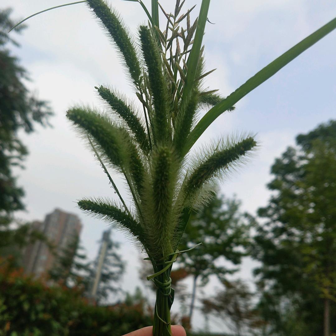 李木子