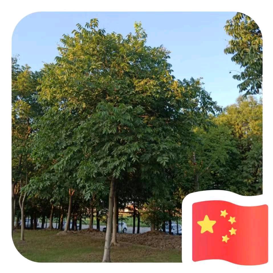 东宝🌞🌸