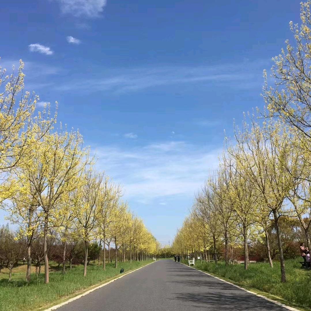 精彩夕阳玫瑰花