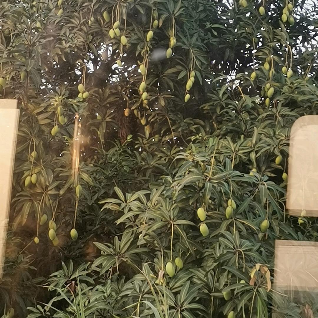 鸽子
