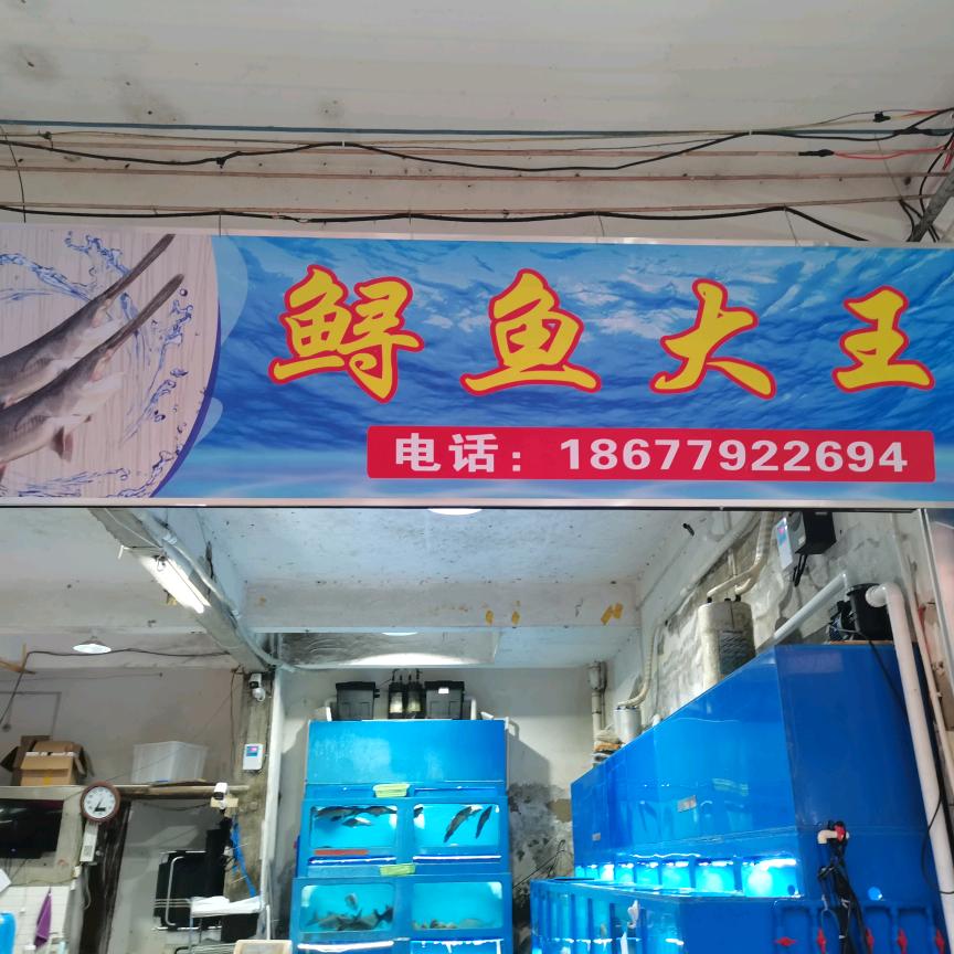 鲟鱼大王（鸭嘴鲟）