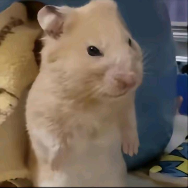 Ccccc·