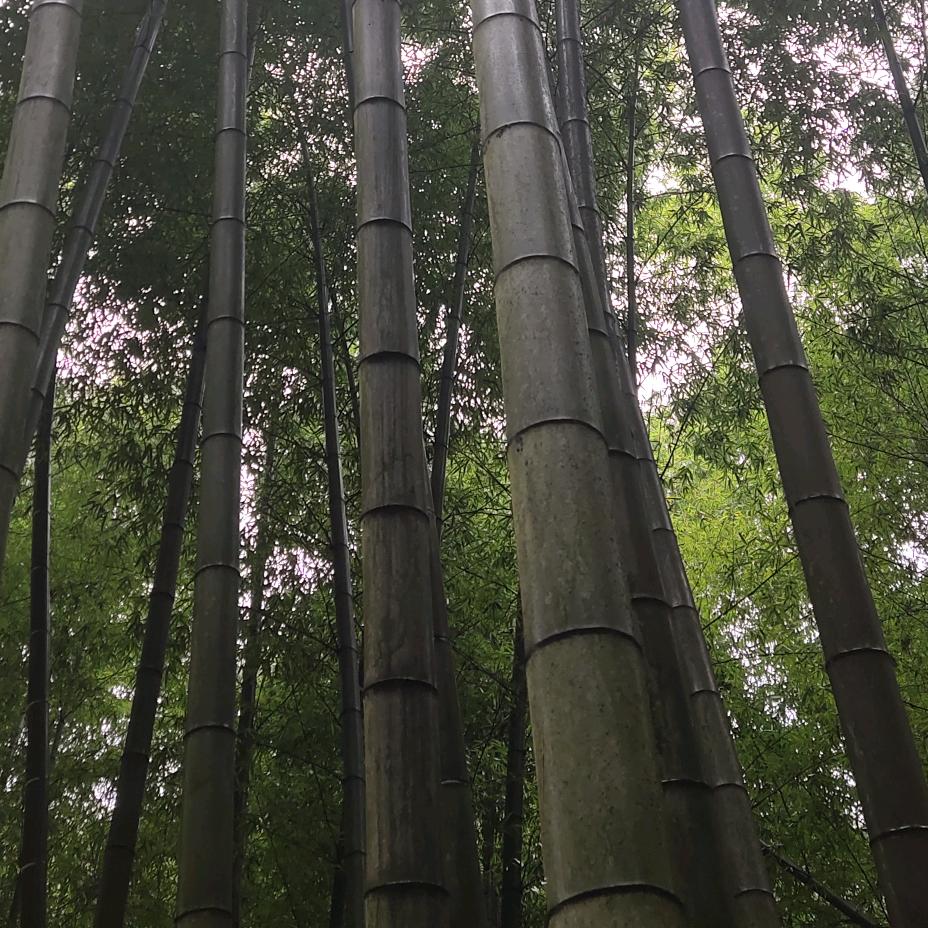 收购楠竹，生产，销售供应商