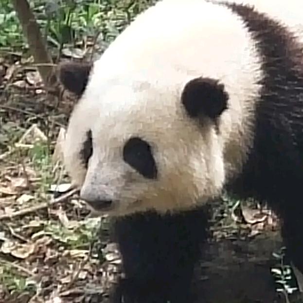 水果茶呀头像