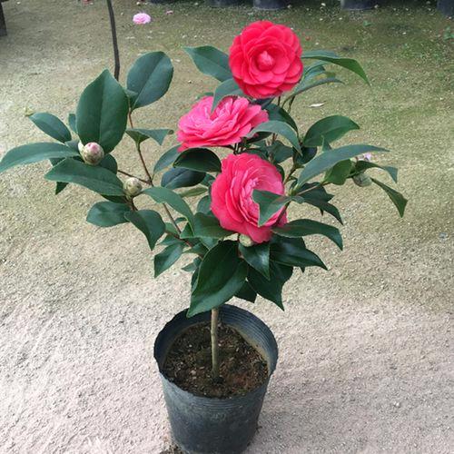 🌹🌹钱💐💐姐🌺🌺923188